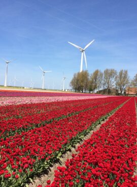 Flevoland